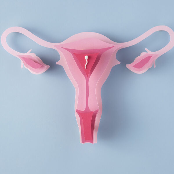 Female reproductive system view 1 600x600